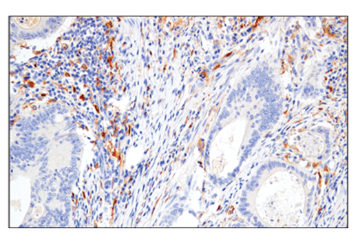 IHC-Leica® Bond™